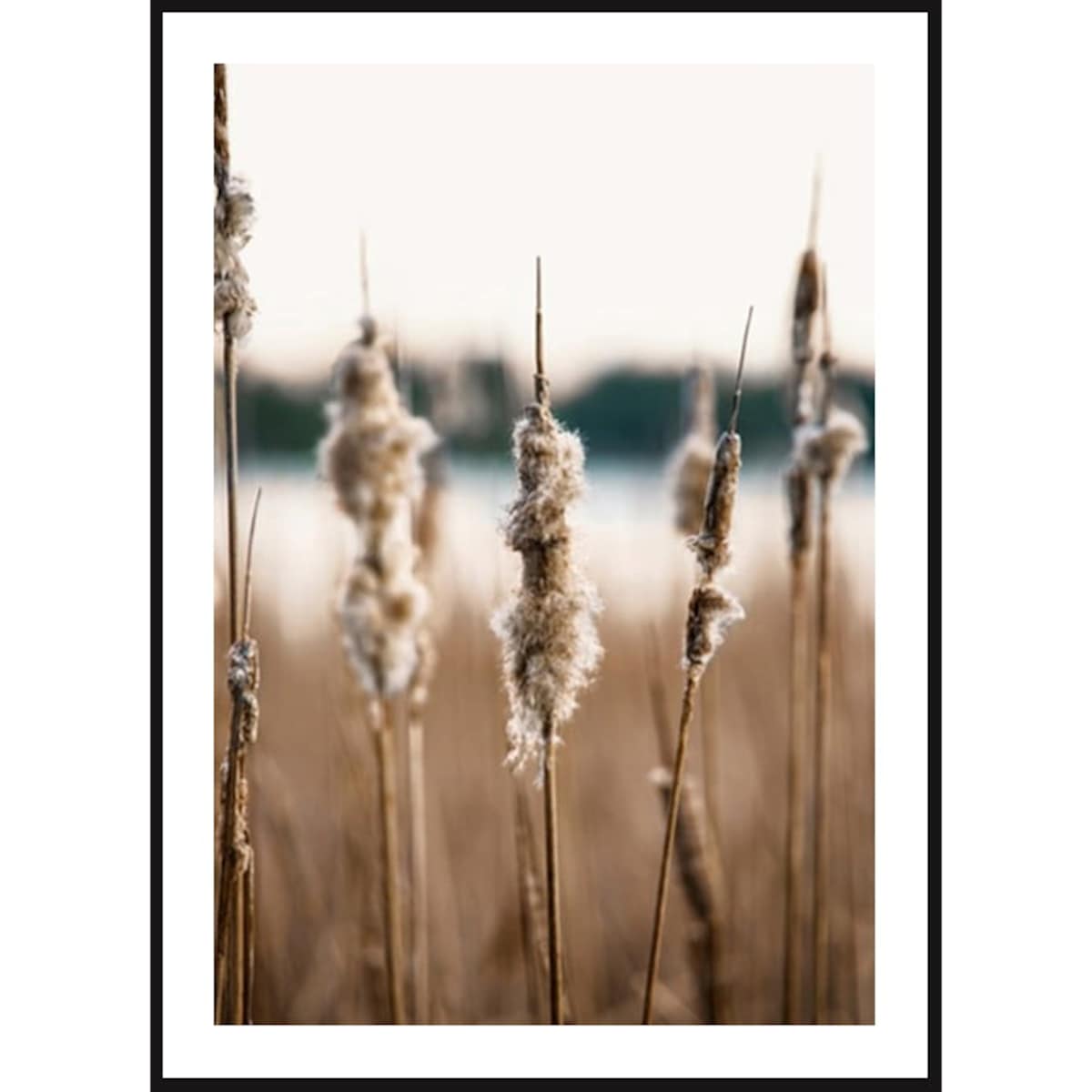 Poster Story, Plakat, Obraz - Trzcinnik, wymiary 50 x 70 cm