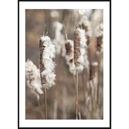 Poster Story, Plakat, Obraz - Trawy Sitowia, wymiary 50 x 70 cm