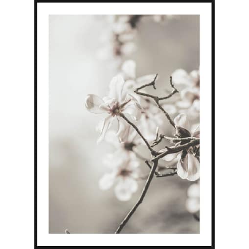 Poster Story, Plakat - Białe Magnolie, wymiary 60 x 84 cm