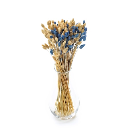 Zestaw duo suszonych traw phalaris niebieski & phalaris bielony - bukiet