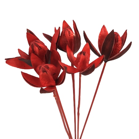 Suszona lilia czerwona