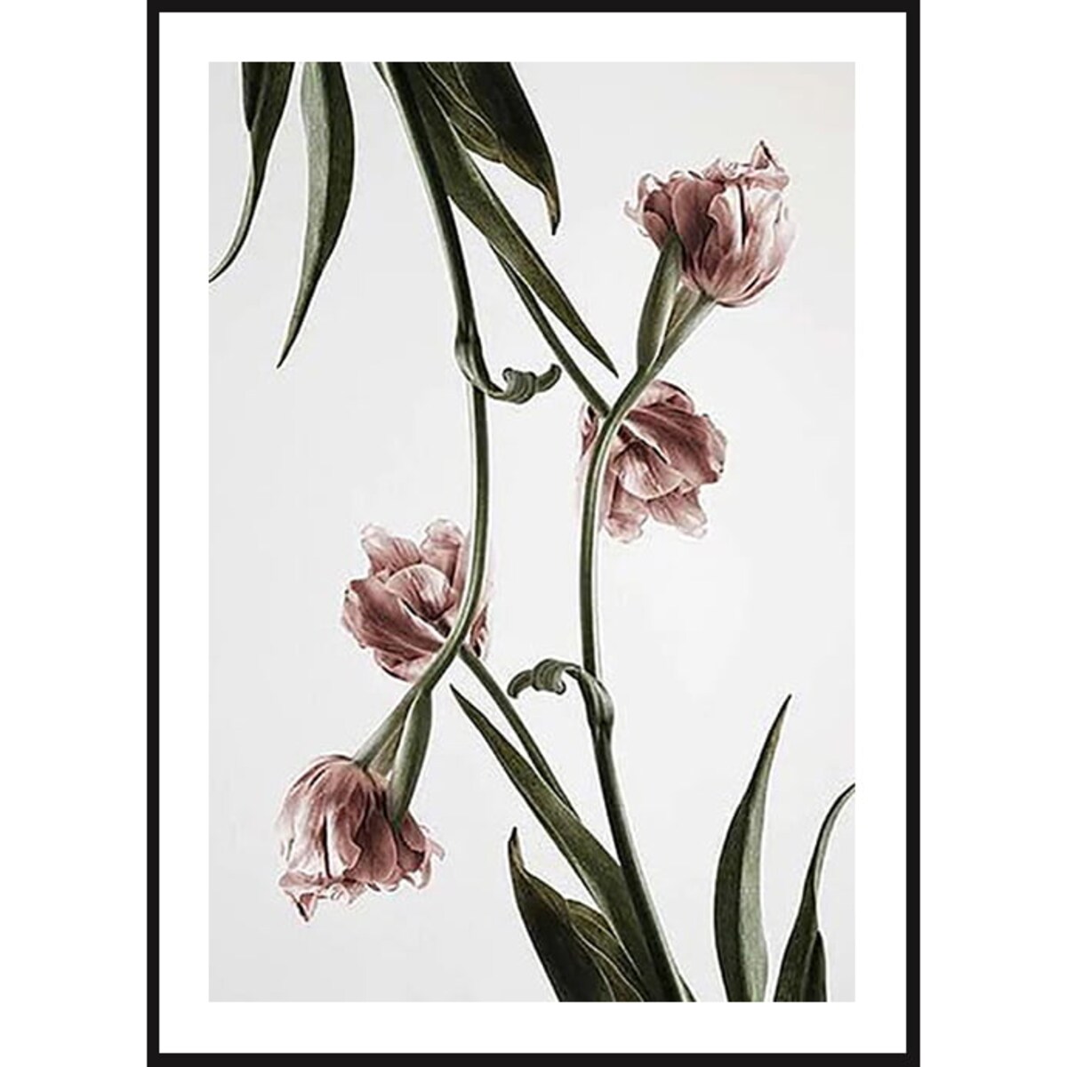 Poster Story, Plakat, Obraz - Różowe Tulipany No3, wymiary 70 x 100 cm