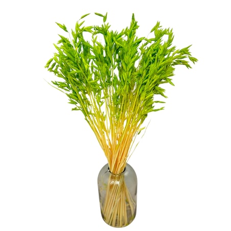 Suszony owies zielony - bukiet suszonego zboża 50szt.