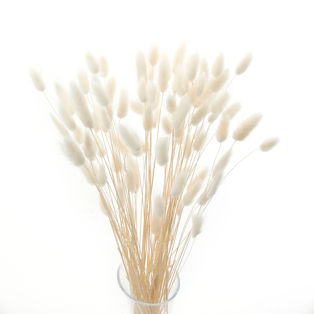 Lagurus Suszony Bianco - Dmuszek Jajowaty 70 szt.