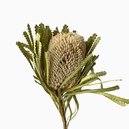 Suszona Banksja Hookerana Naturalna