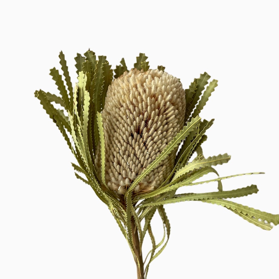 Suszona Banksja Hookerana Naturalna