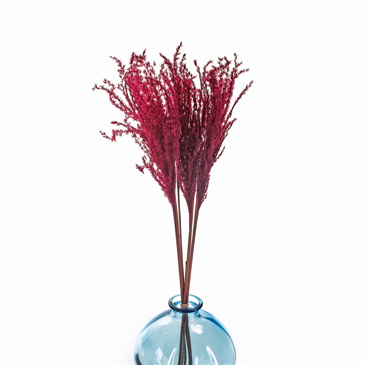 Miskant burgundowy suszony 5 szt. - suszone trawy