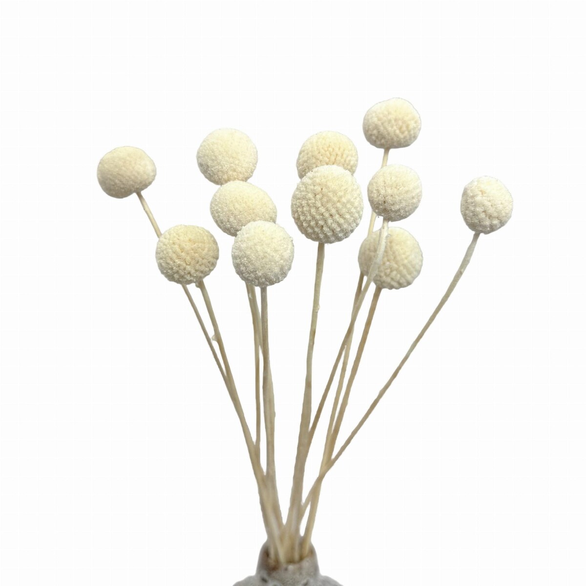 Suszona kraspedia bielona ok. 12 szt.