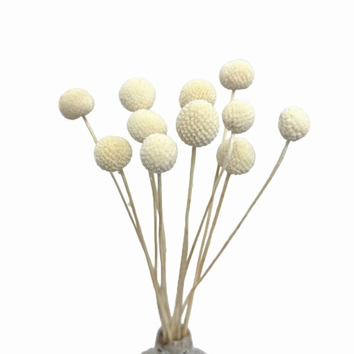 Suszona kraspedia bielona ok. 12 szt.