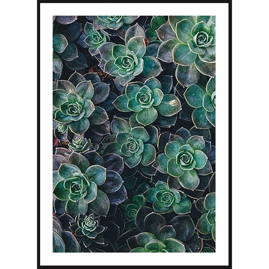 Poster Story, Plakat, Obraz - Sukulenty, wymiary 60 x 84 cm