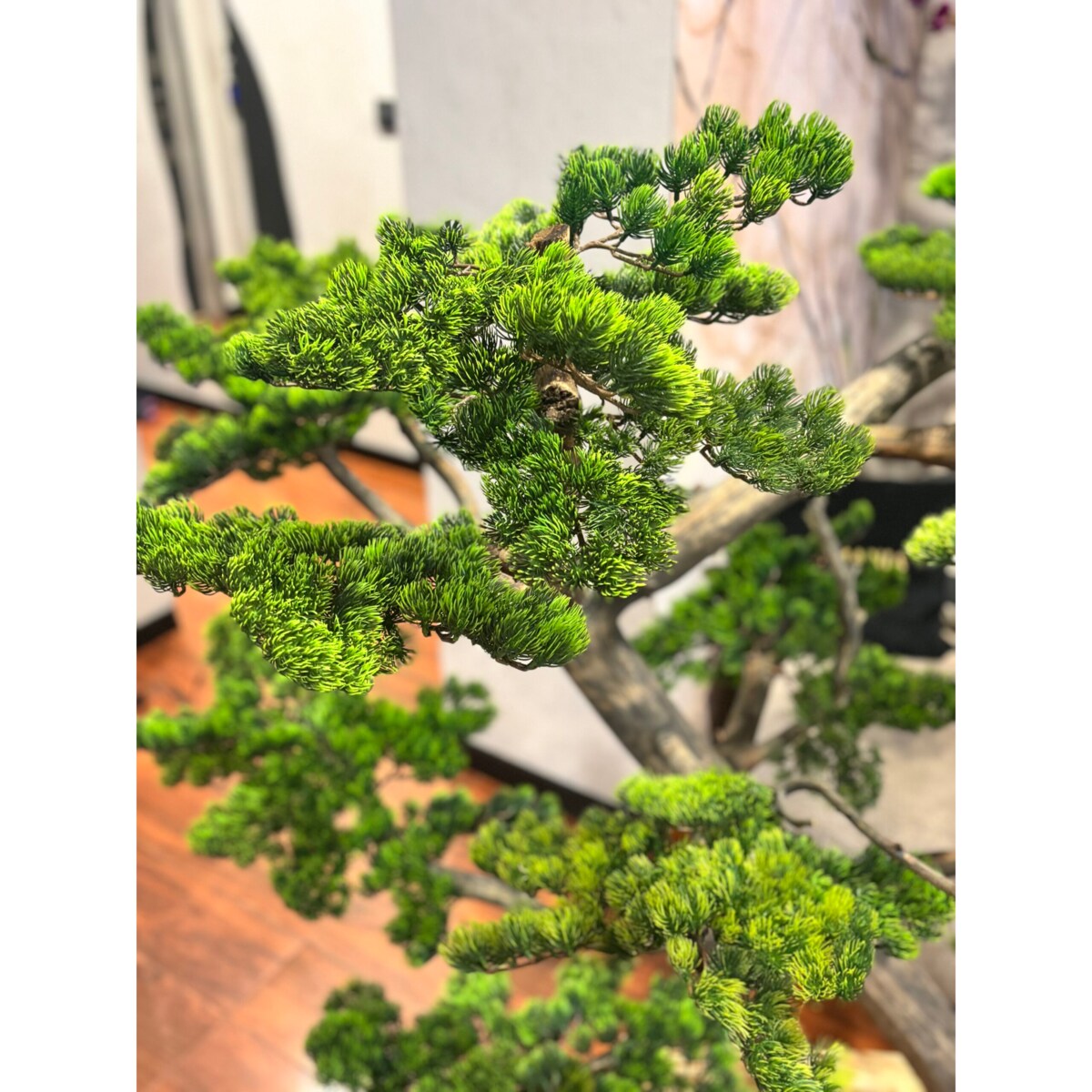 Bonsai na naturalnym pniu 150 cm.