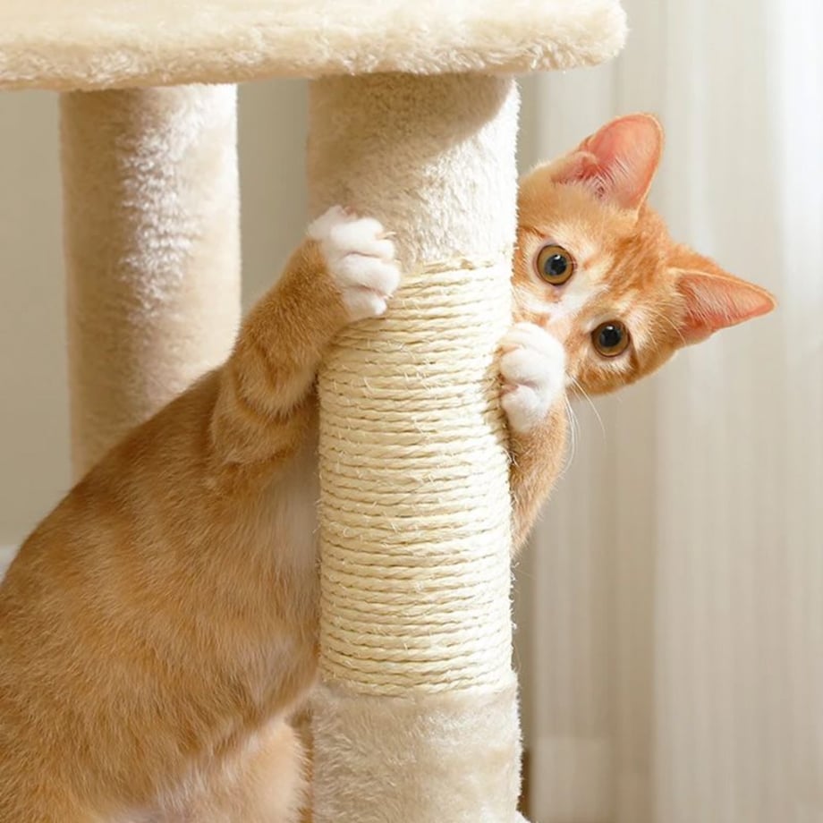 DRAPAK DLA KOTÓW Beżowy P70371