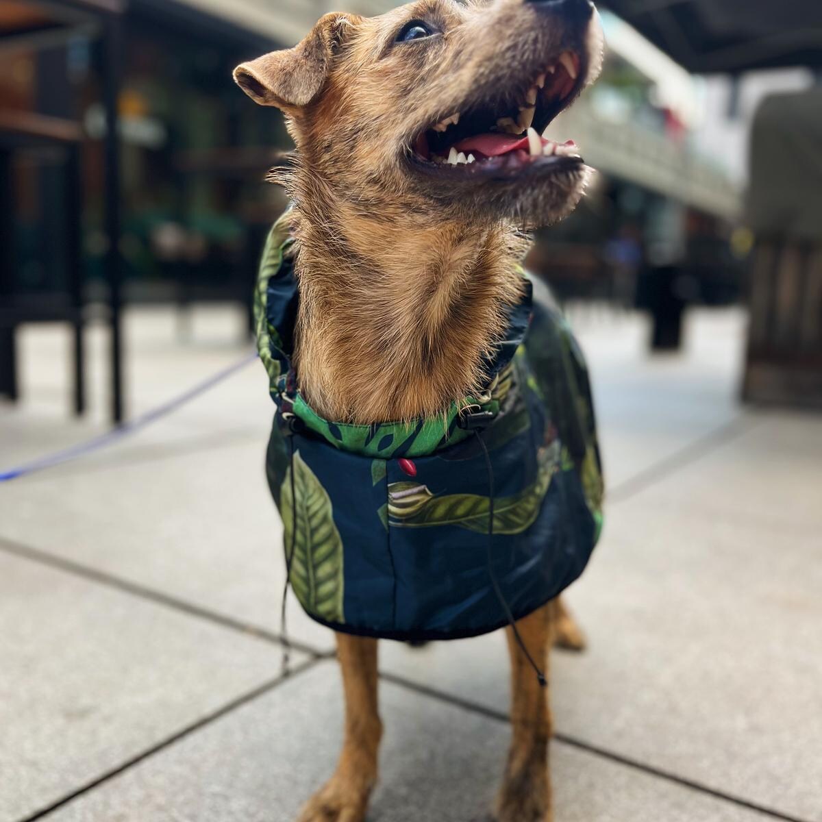 Płaszcz przeciwdeszczowy dla psa Psikolaż - Rozmiar: L