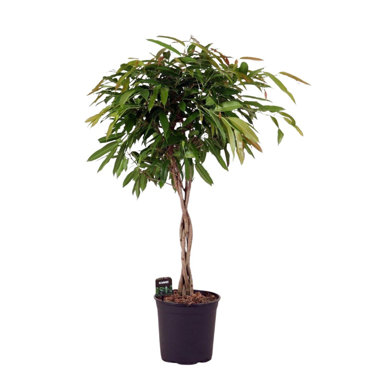 Fikus Amstel King spleciony pień XXL|Doniczka Ø 27 cm|Wysokość ok. 110 cm