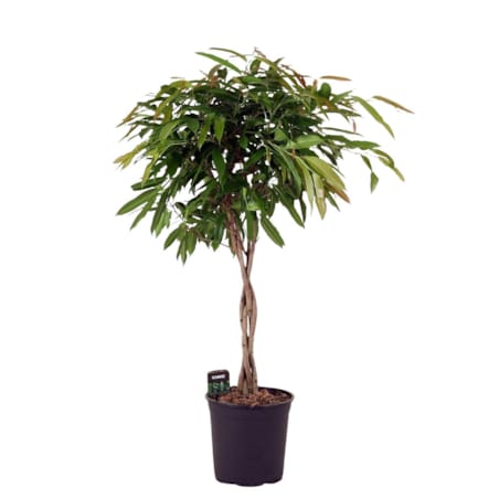 Fikus Amstel King spleciony pień XXL|Doniczka Ø 27 cm|Wysokość ok. 110 cm