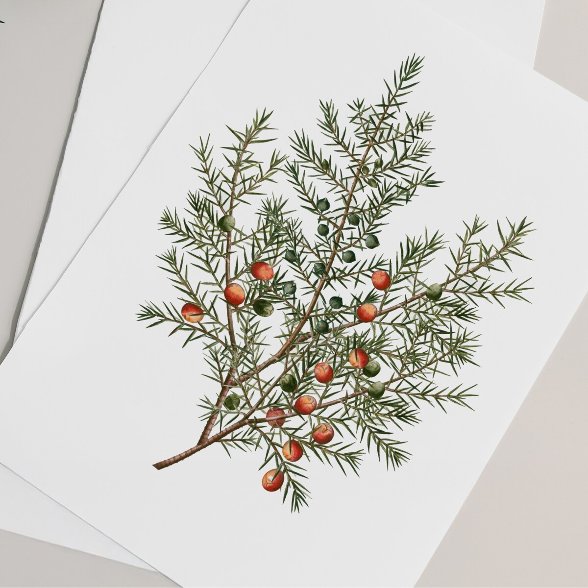 Plakat Jałowiec 30x40cm