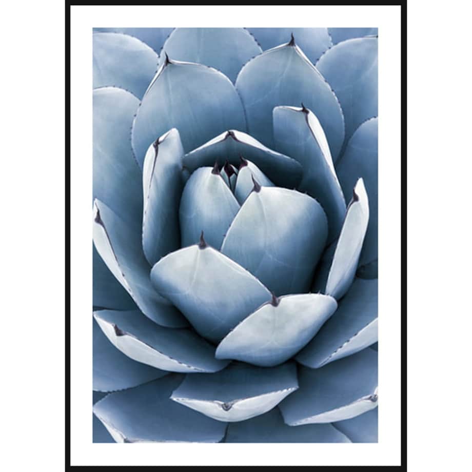 Poster Story, Plakat, Obraz - Niebieska Agawa, wymiary 30 x 42 cm