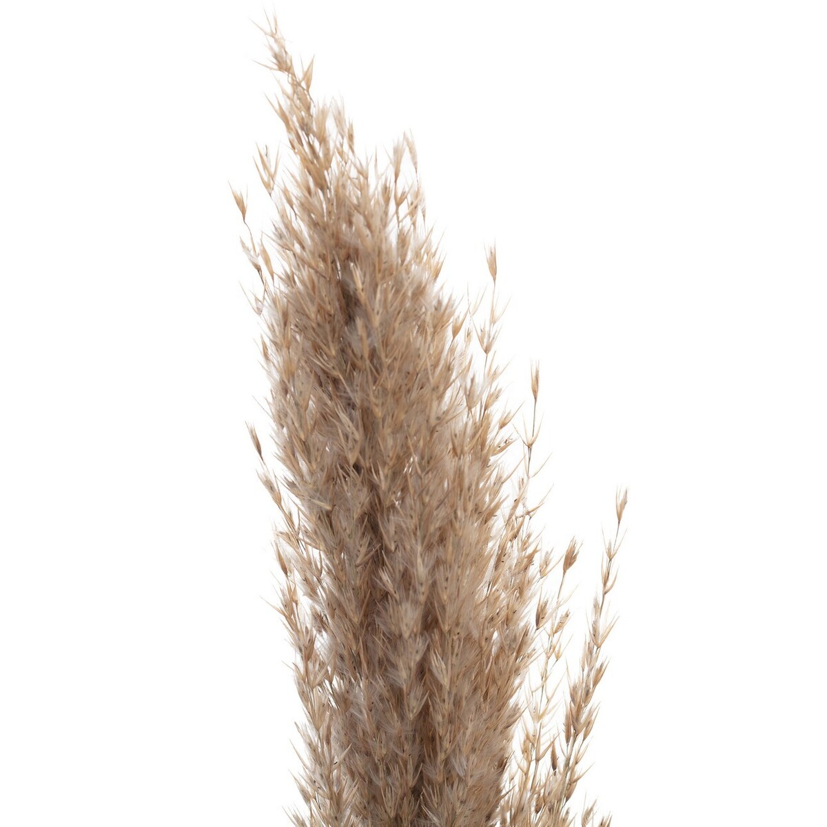 Gałązka Pampas Grass 130cm, 130 cm