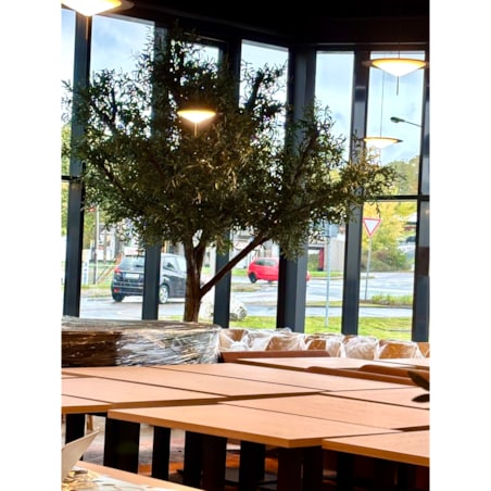 Drzewo oliwne 3,5 mx3,5 m na naturalnym pniu