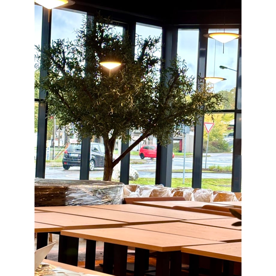 Drzewo oliwne 3,5 mx3,5 m na naturalnym pniu