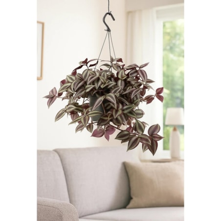 Tradescantia zebrina–roślina wisząca – doniczka Ø 17 cm – wysokość 25 cm