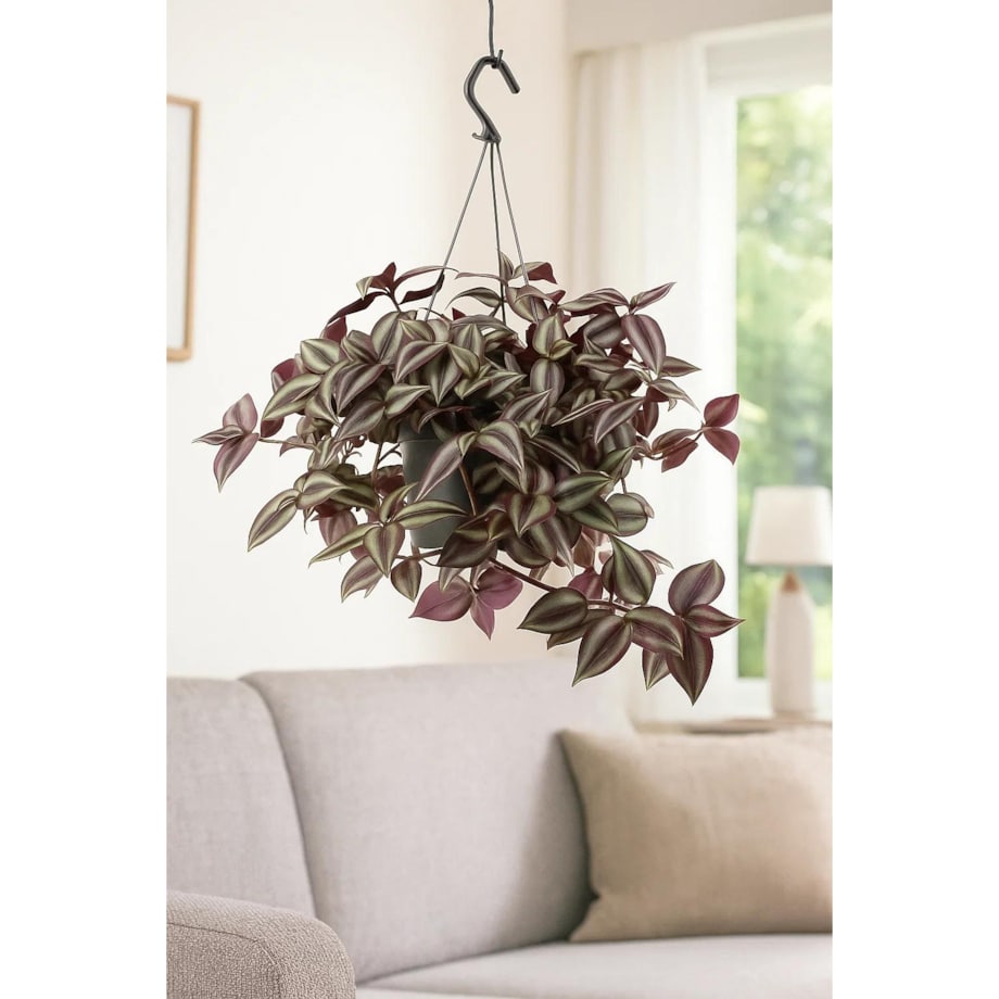 Tradescantia zebrina–roślina wisząca – doniczka Ø 17 cm – wysokość 25 cm