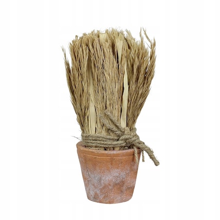 SUSZONA TRZCINA w doniczce z terakoty wys. 20cm