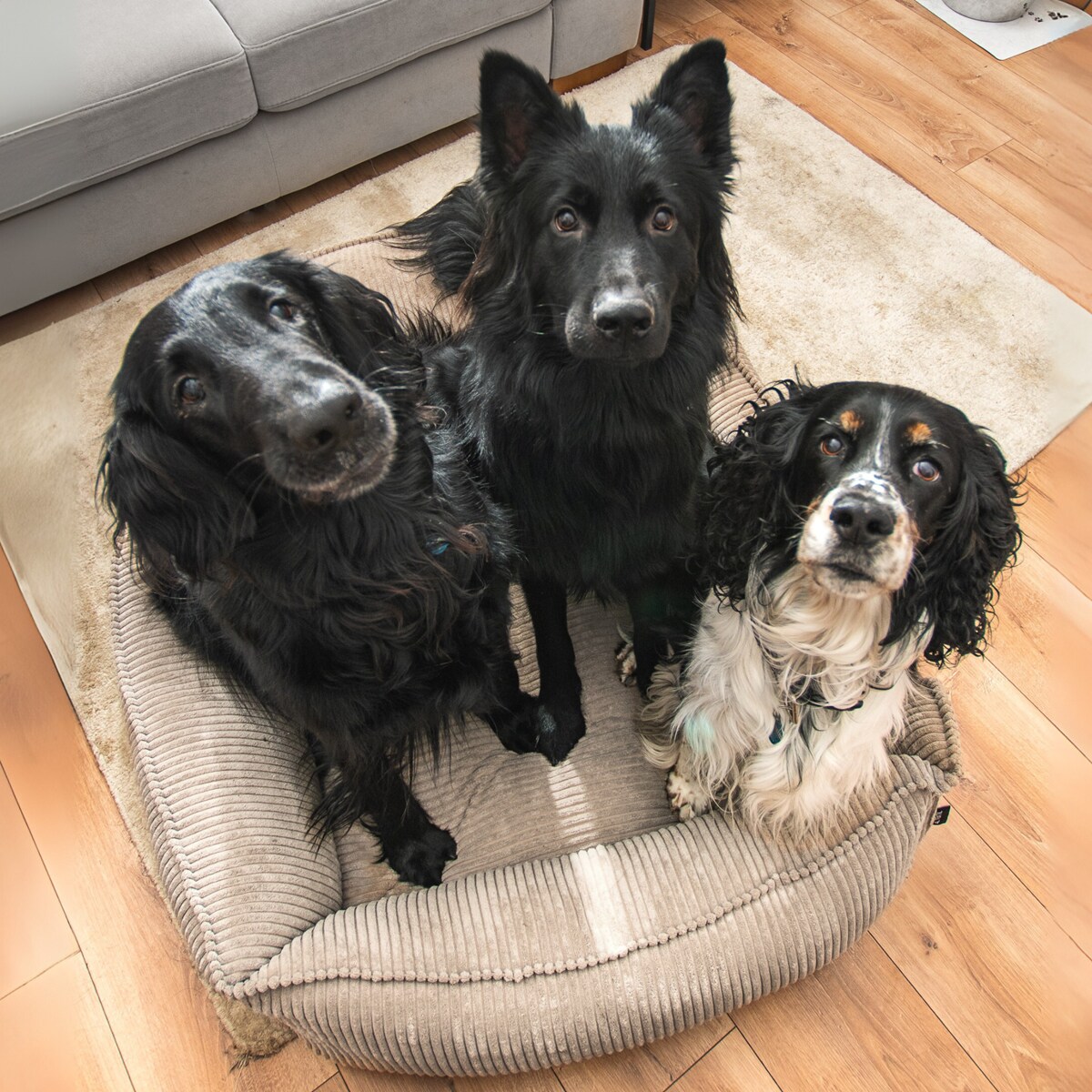 Ortopedyczne sztruksowe legowisko dla psa HUGO, 60x40 cm, Beż