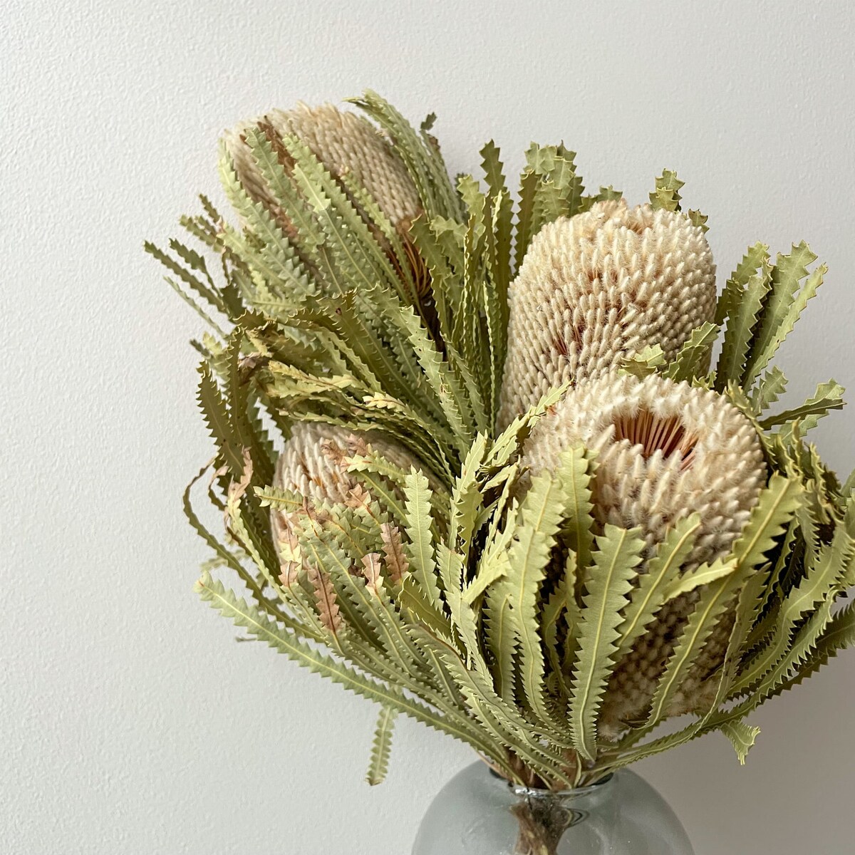 Suszona Banksja Hookerana Naturalna