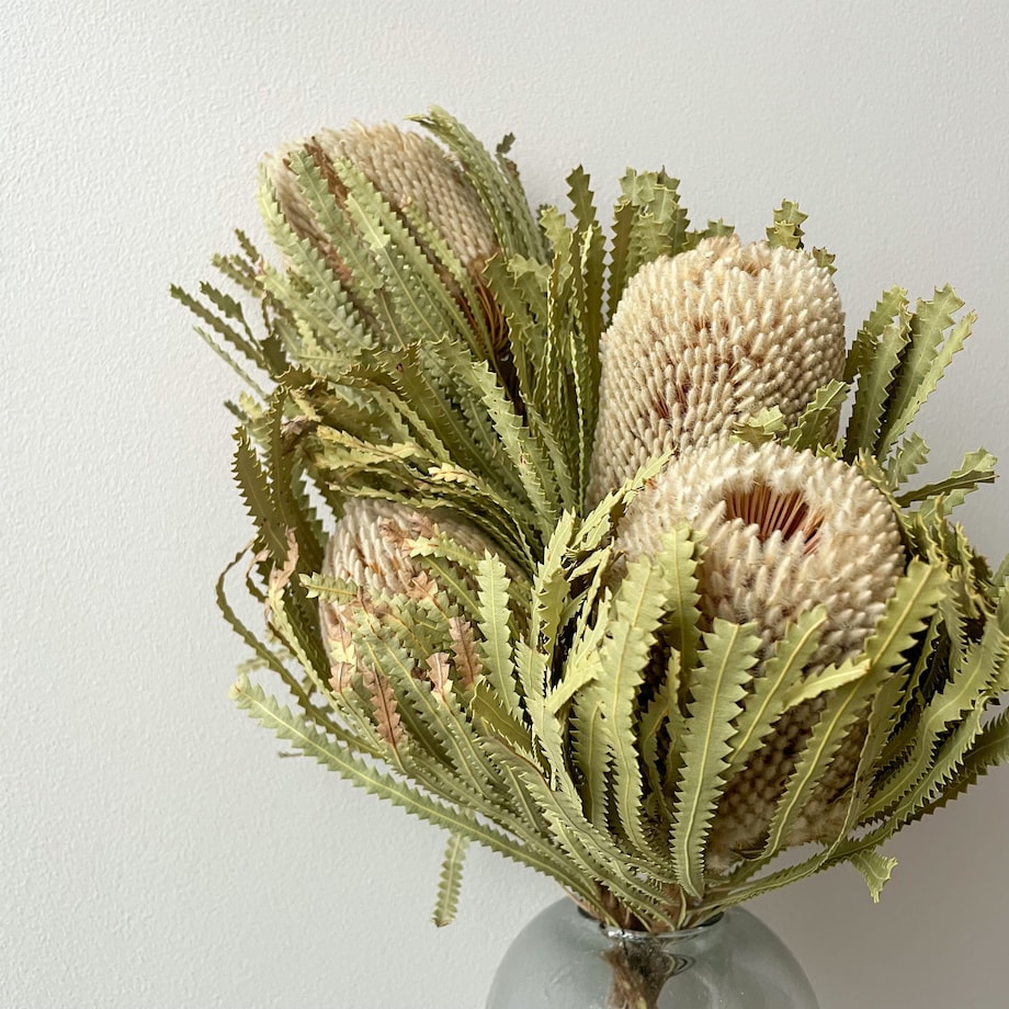 Suszona Banksja Hookerana Naturalna