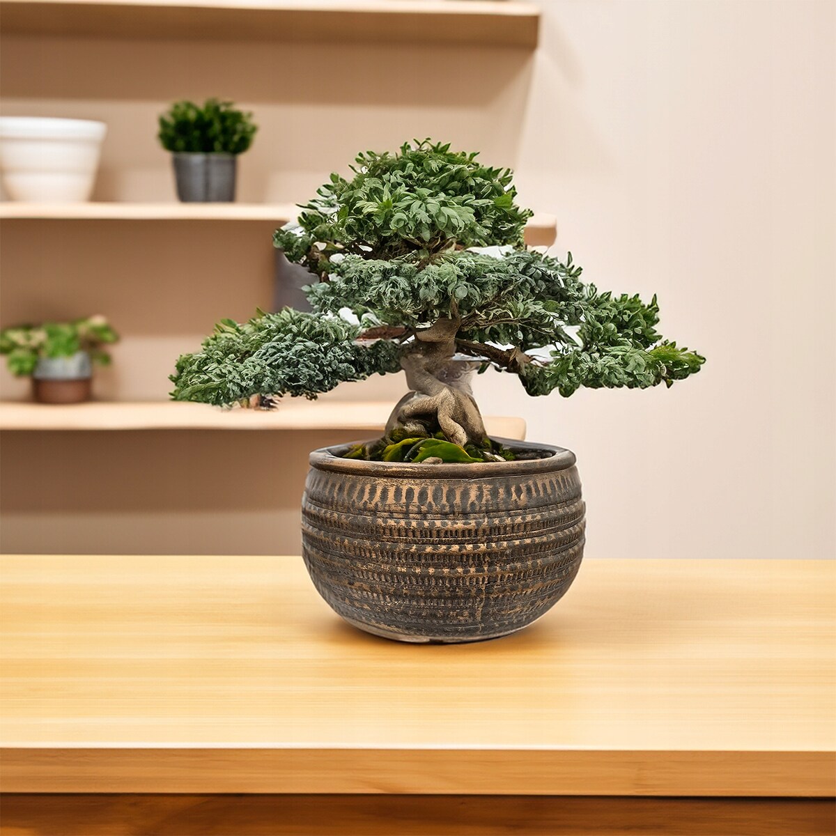 DONICZKA NISKA PŁASKA DUŻA 27cm betonowa na bonsai parapet kwiaty do salonu