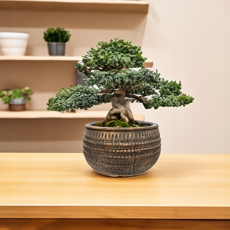 DONICZKA NISKA PŁASKA DUŻA 27cm betonowa na bonsai parapet kwiaty do salonu