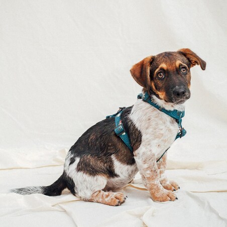 Szelki dla psa lub kota typu guard "Psutomaki" - Szerokość taśmy: 25mm, Rozmiar: S