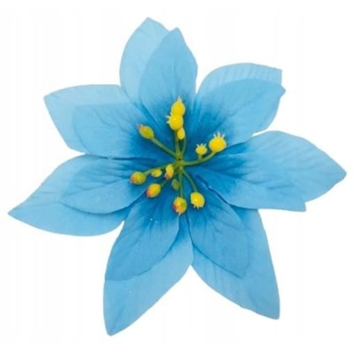 GWIAZDA betlejemska poinsecja niebieska na doniczka choinka święta 12 szt