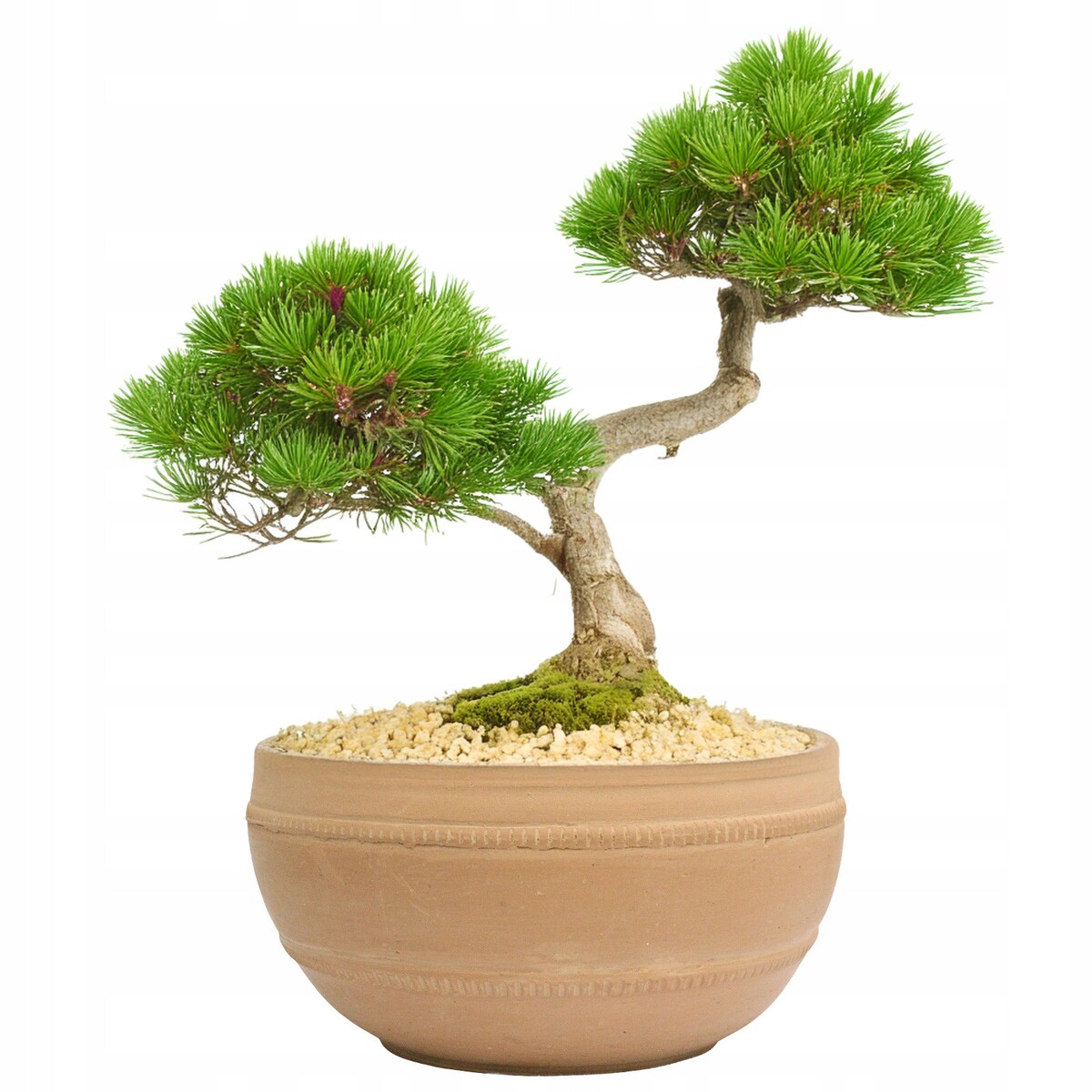 OSŁONKA NA DONICZKĘ 30cm na bonsai płaska duża styl boho gliniana terakota