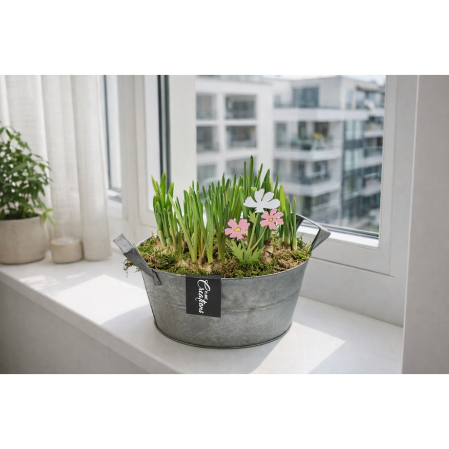 Kompozycja cebulowa doniczka 23cm wysokość 20-40cm - Narcyzy&Muscari