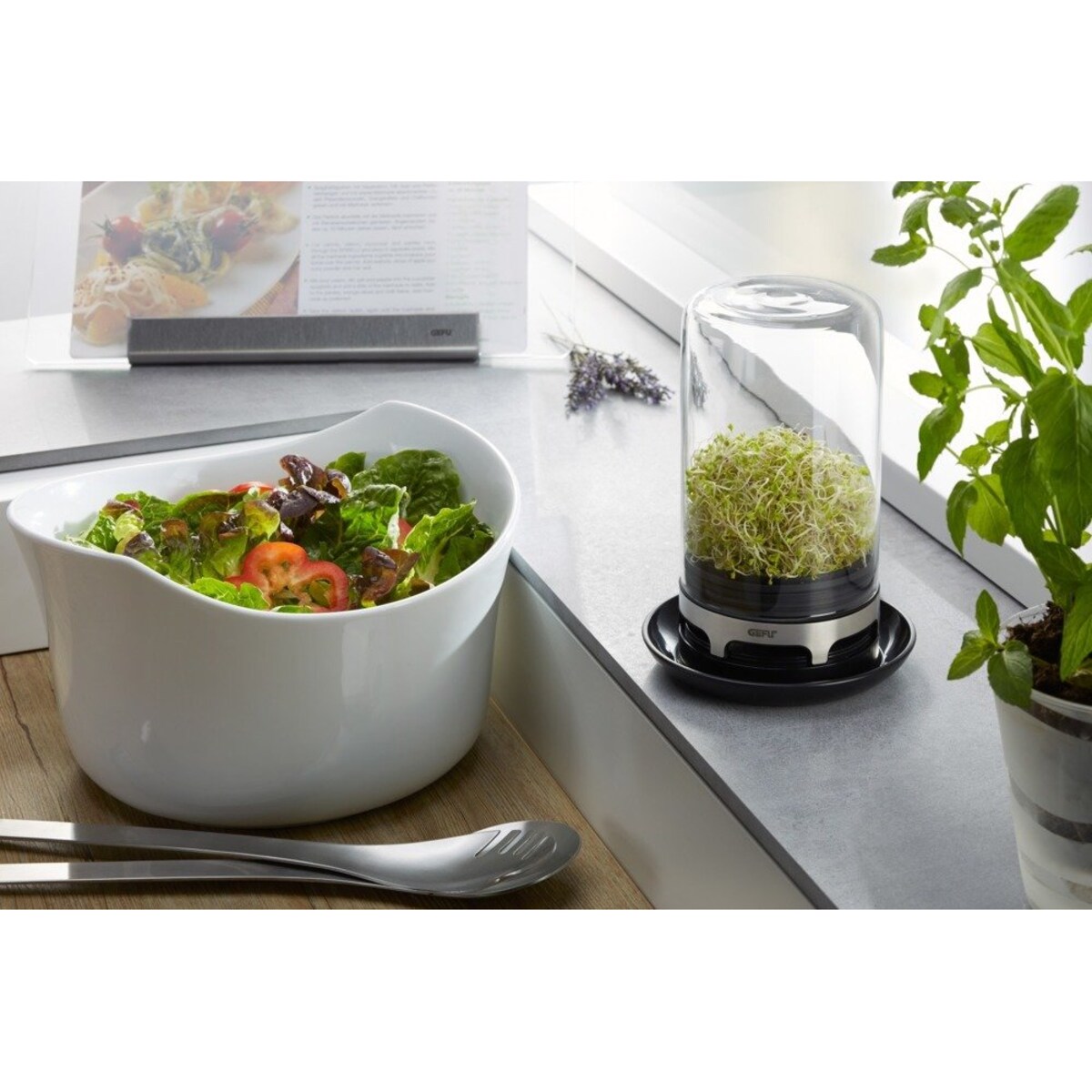 Kiełkownica ze szklaną kopuła, naczynie ze szkła do hodowania kiełków