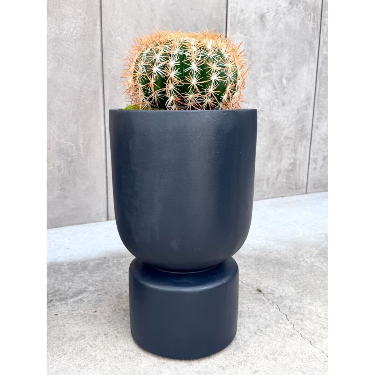 ZESTAW KAKTUSÓW KULISTYCH 25 I 45 CM