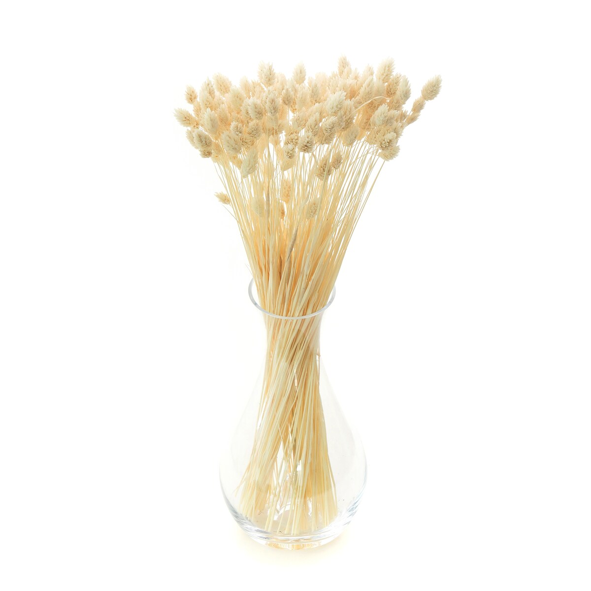 Phalaris Suszony Bielony