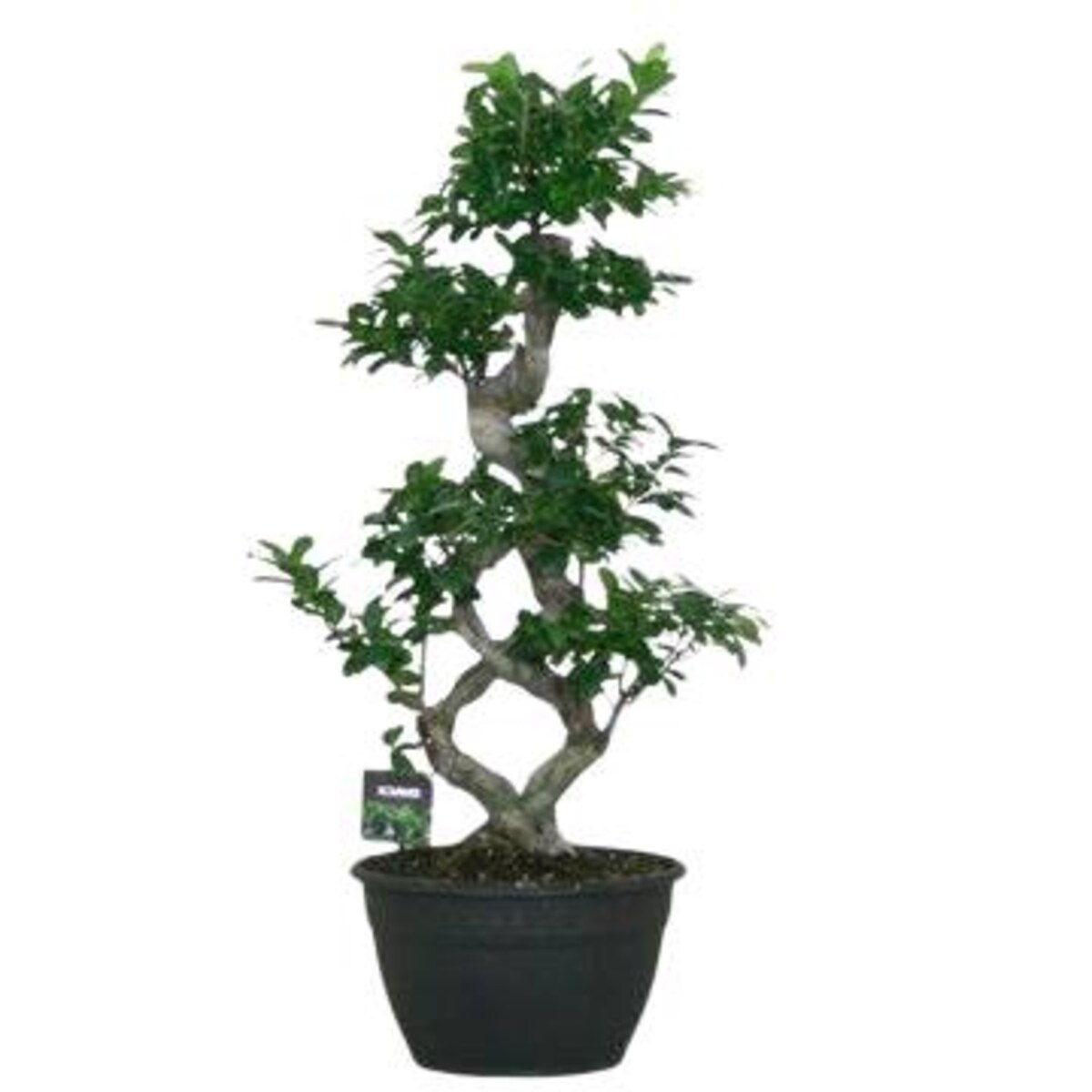 Ficus microcarpa Mega Bonsai XXL|Doniczka Ø 30 cm | Wysokość ok. 95 cm