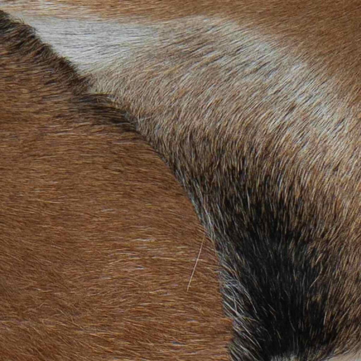 vidaXL Ławka z koziej skóry tekowej