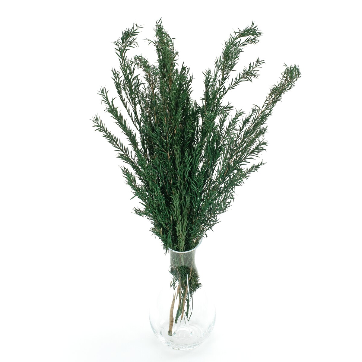 Liście drzewa herbacianego stabilizowane (Malaleuka) zielone