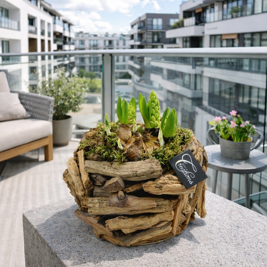 Kompozycja cebulowa z hiacyntów i narcyzów doniczka 23cm wysokość 25-40cm