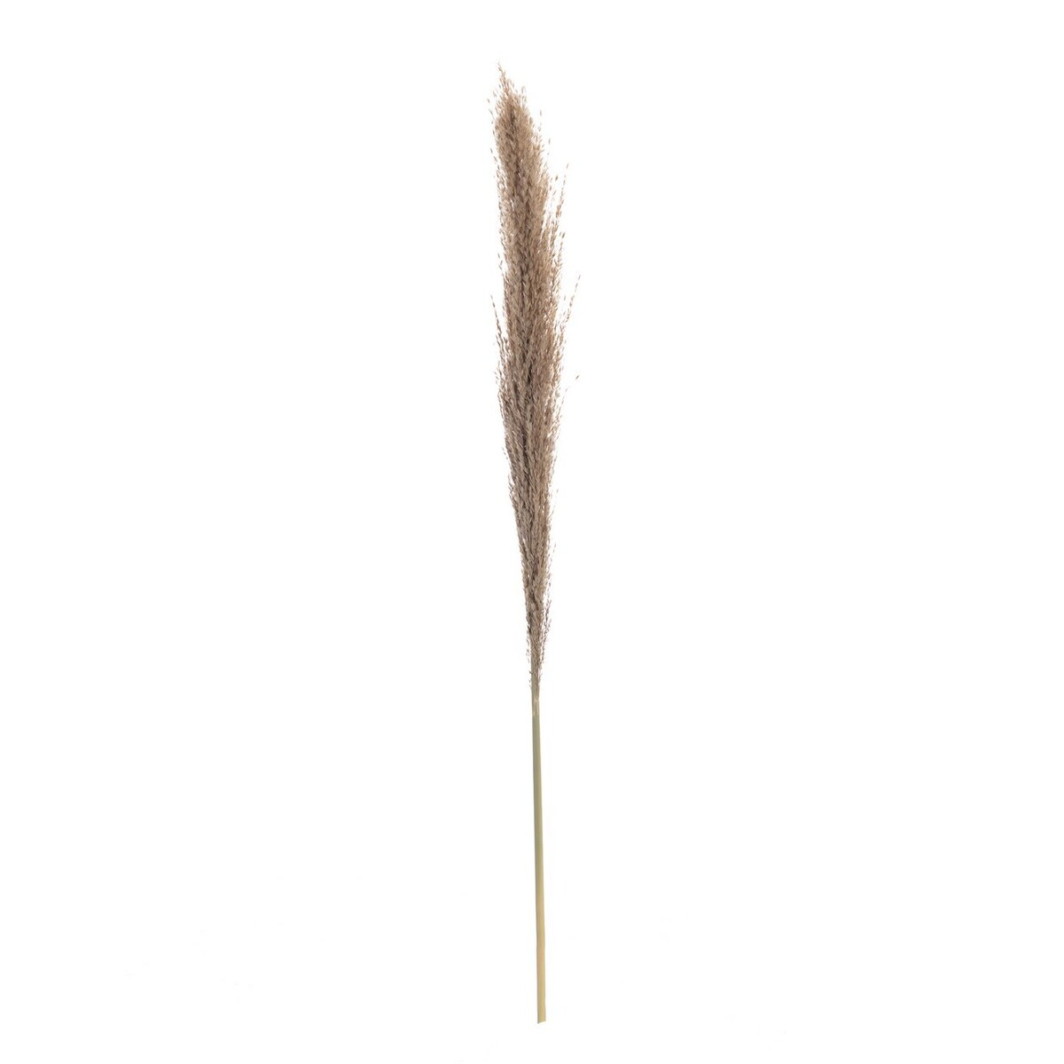 Gałązka Pampas Grass 130cm, 130 cm