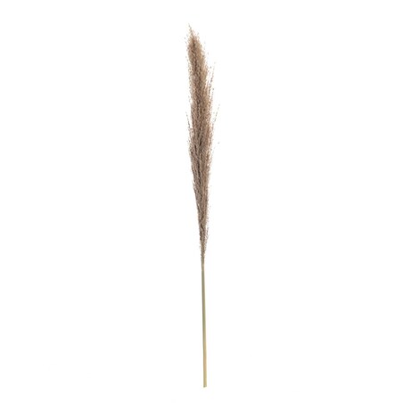 Gałązka Pampas Grass 130cm, 130 cm