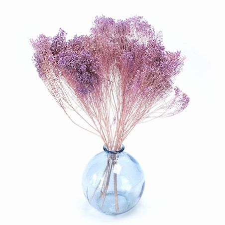 Broom Bloom - Suszony Żarnowiec Jasnofioletowy