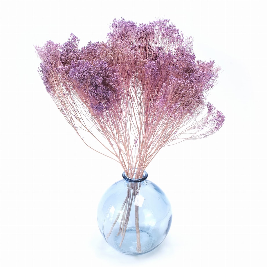 Broom Bloom - Suszony Żarnowiec Jasnofioletowy
