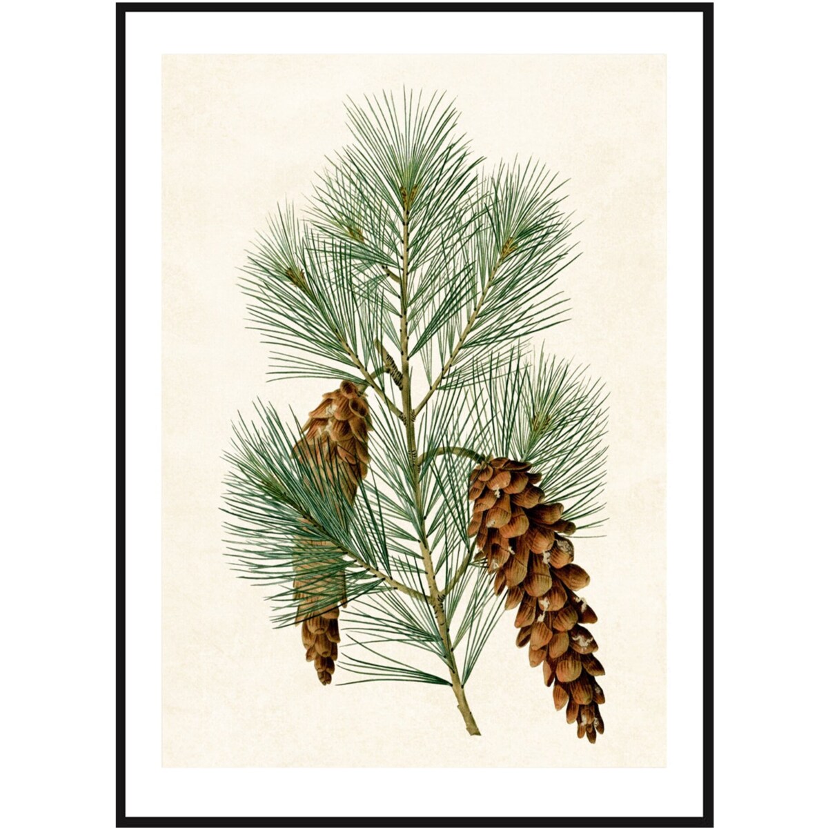 Poster Story, Plakat, Obraz - Rycina Sosny, wymiary 30 x 42 cm