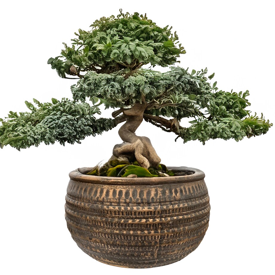 DONICZKA NISKA PŁASKA DUŻA 27cm betonowa na bonsai parapet kwiaty do salonu