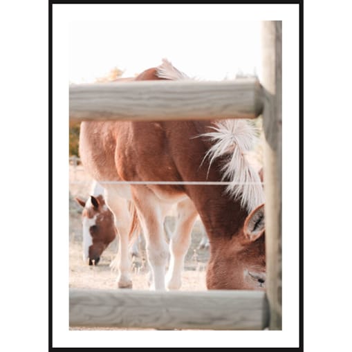 Poster Story, Plakat, Obraz - Konie w Zagrodzie, wymiary 60 x 84 cm
